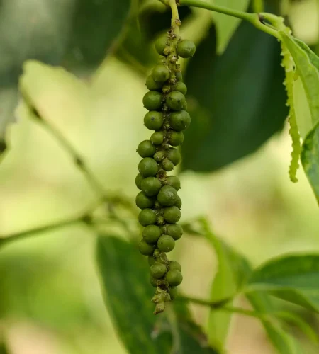 green pepper