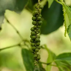 green pepper