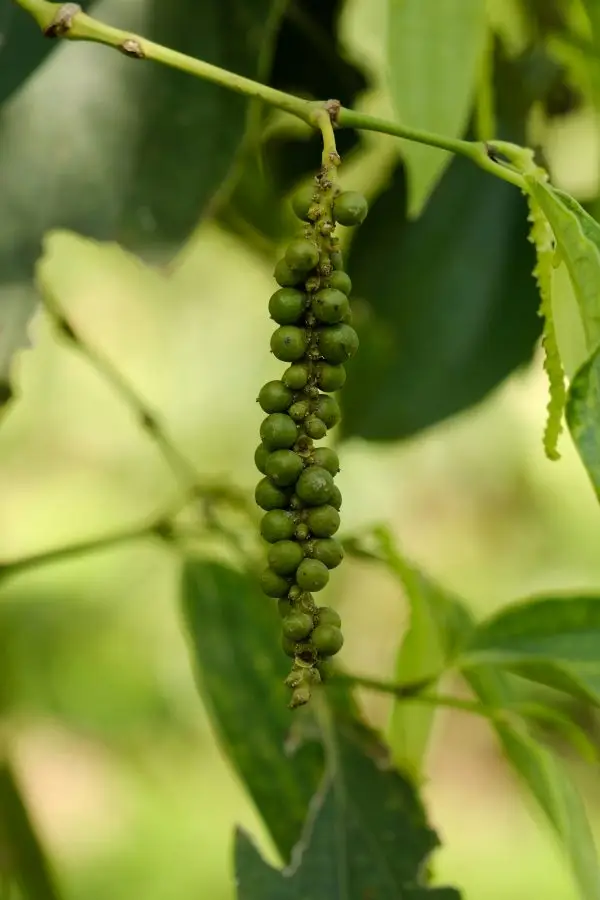 green pepper